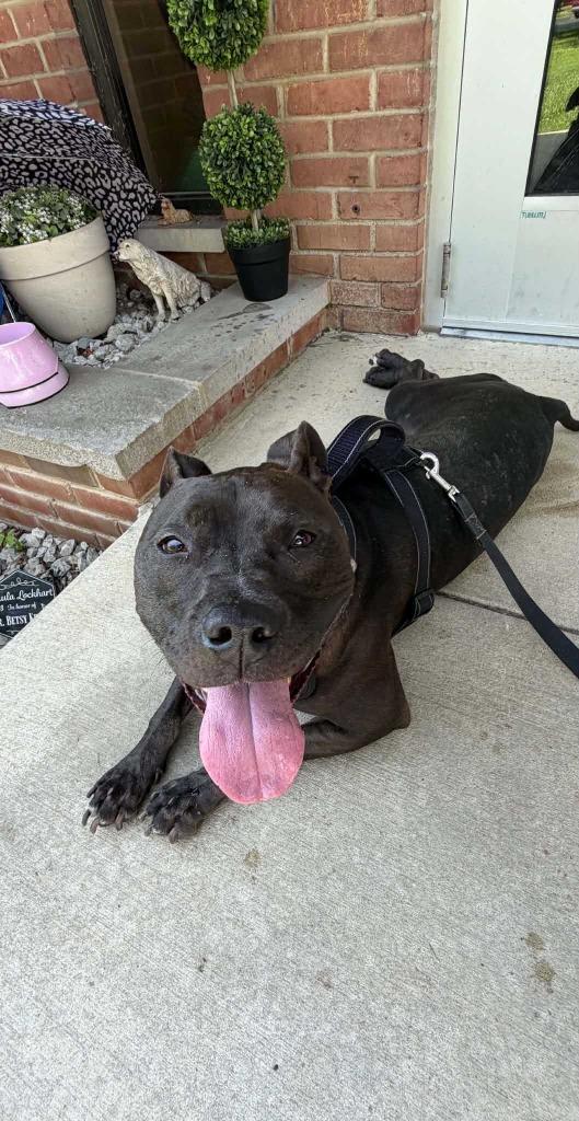 Neka, Adoptable, Adult Female Pit Bull Terrier.