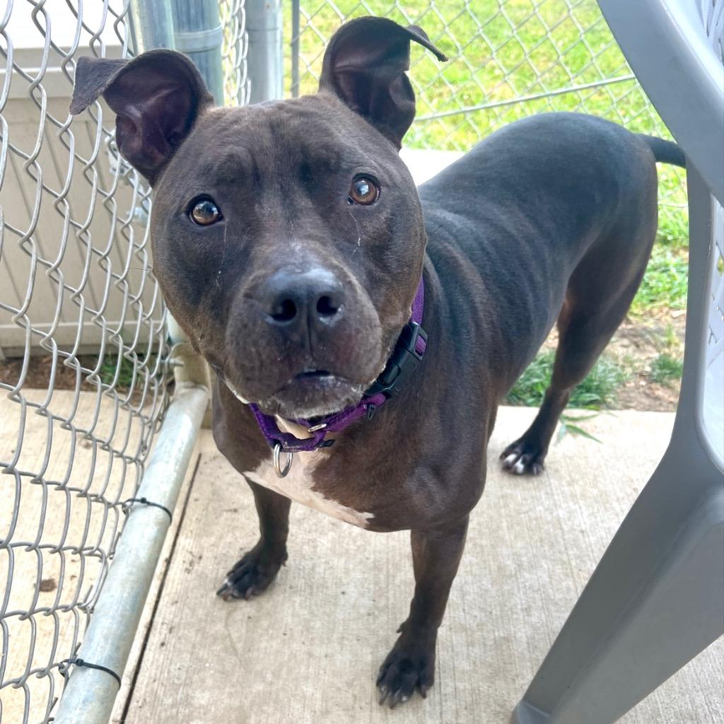 Enlarge Neka, a Adoptable Pit Bull Terrier in New Kensington, PA image 3/6