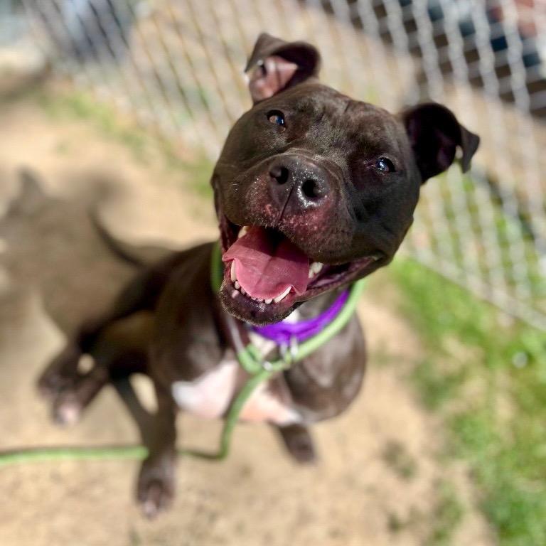 Enlarge Neka, a Adoptable Pit Bull Terrier in New Kensington, PA image 4/6