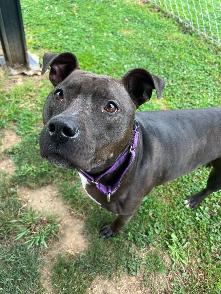 Enlarge Neka, a Adoptable Pit Bull Terrier in New Kensington, PA image 5/6