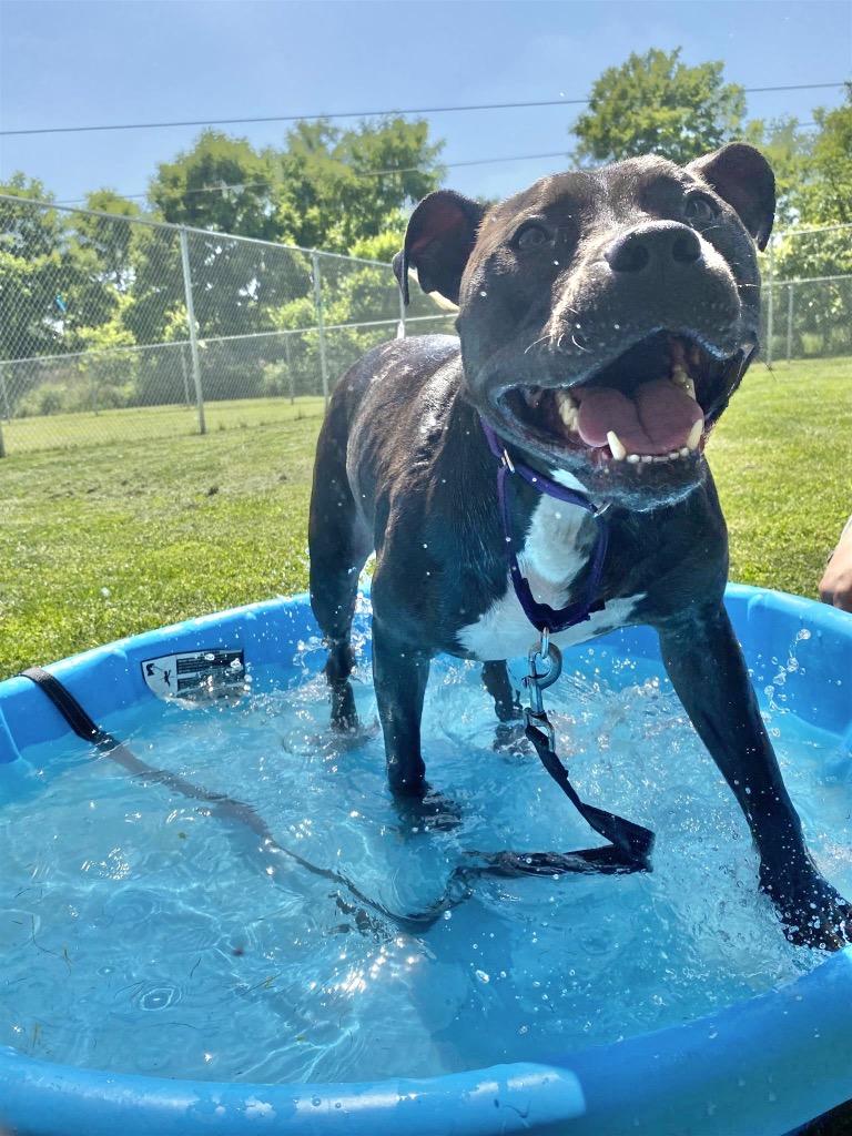 Enlarge Neka, a Adoptable Pit Bull Terrier in New Kensington, PA image 6/6