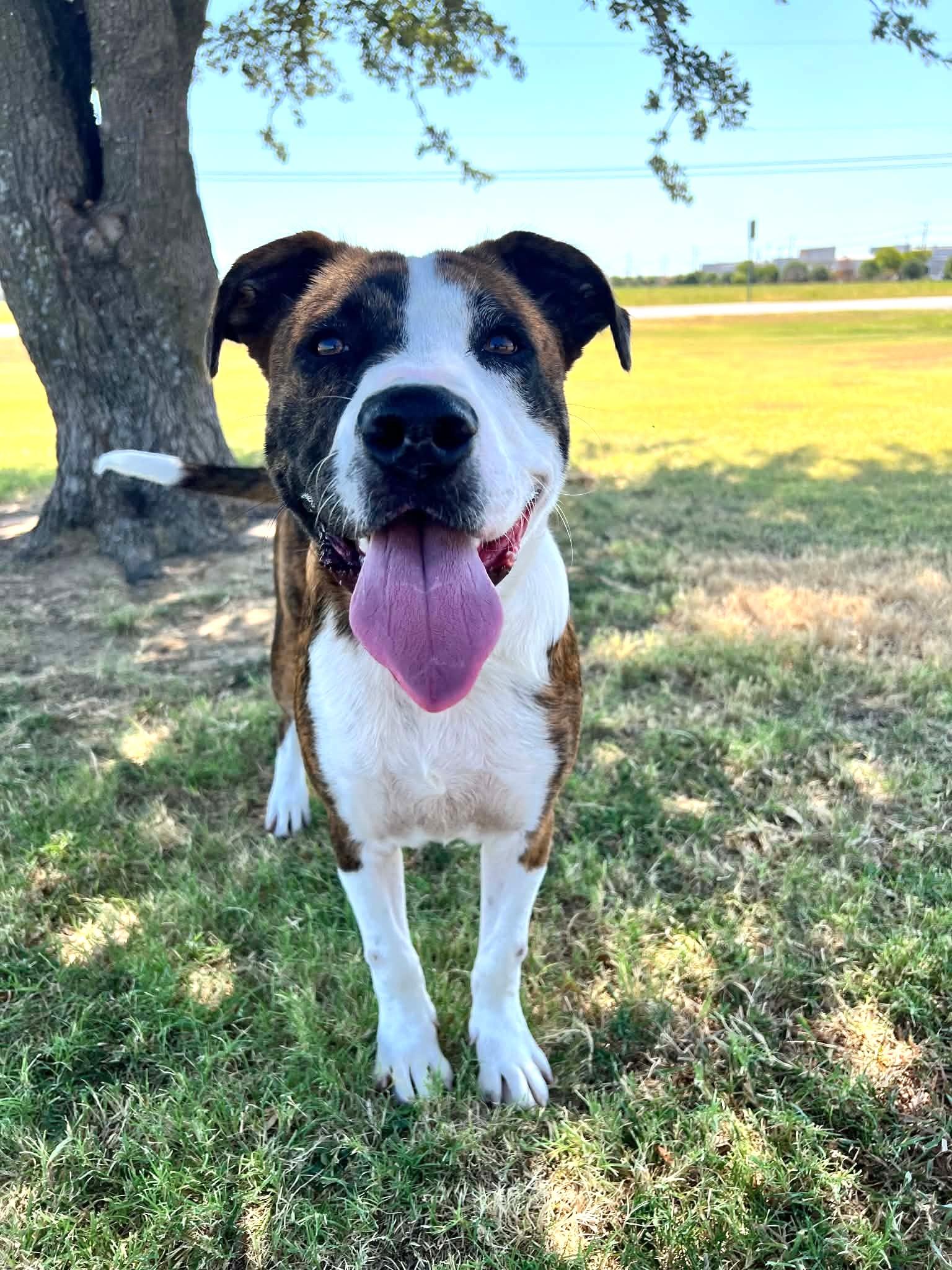 Enlarge Charlie, a Adoptable mixed breed in Cleburne, TX image 4/4