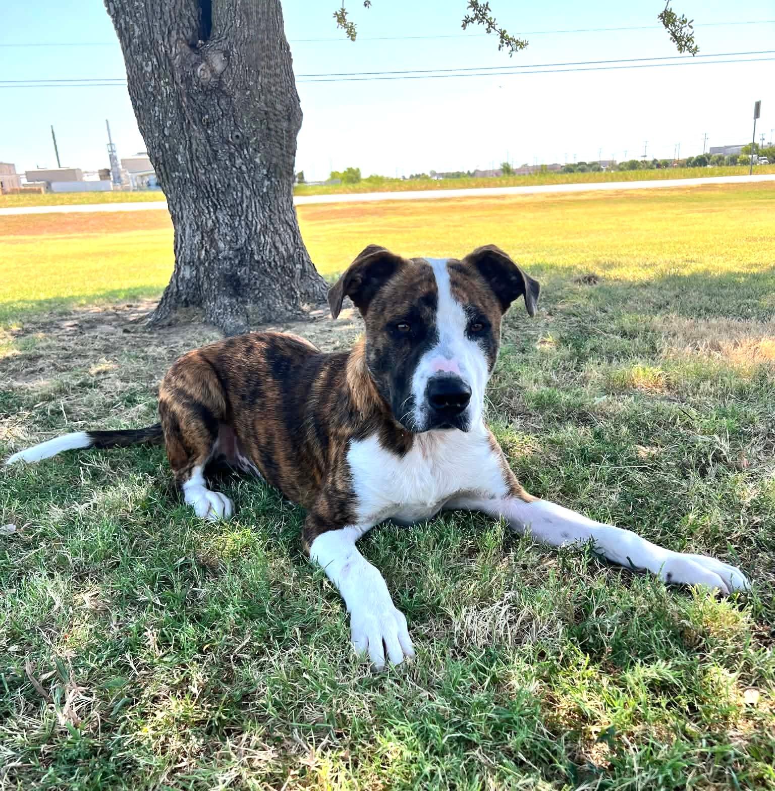 Enlarge Charlie, a Adoptable mixed breed in Cleburne, TX image 3/4