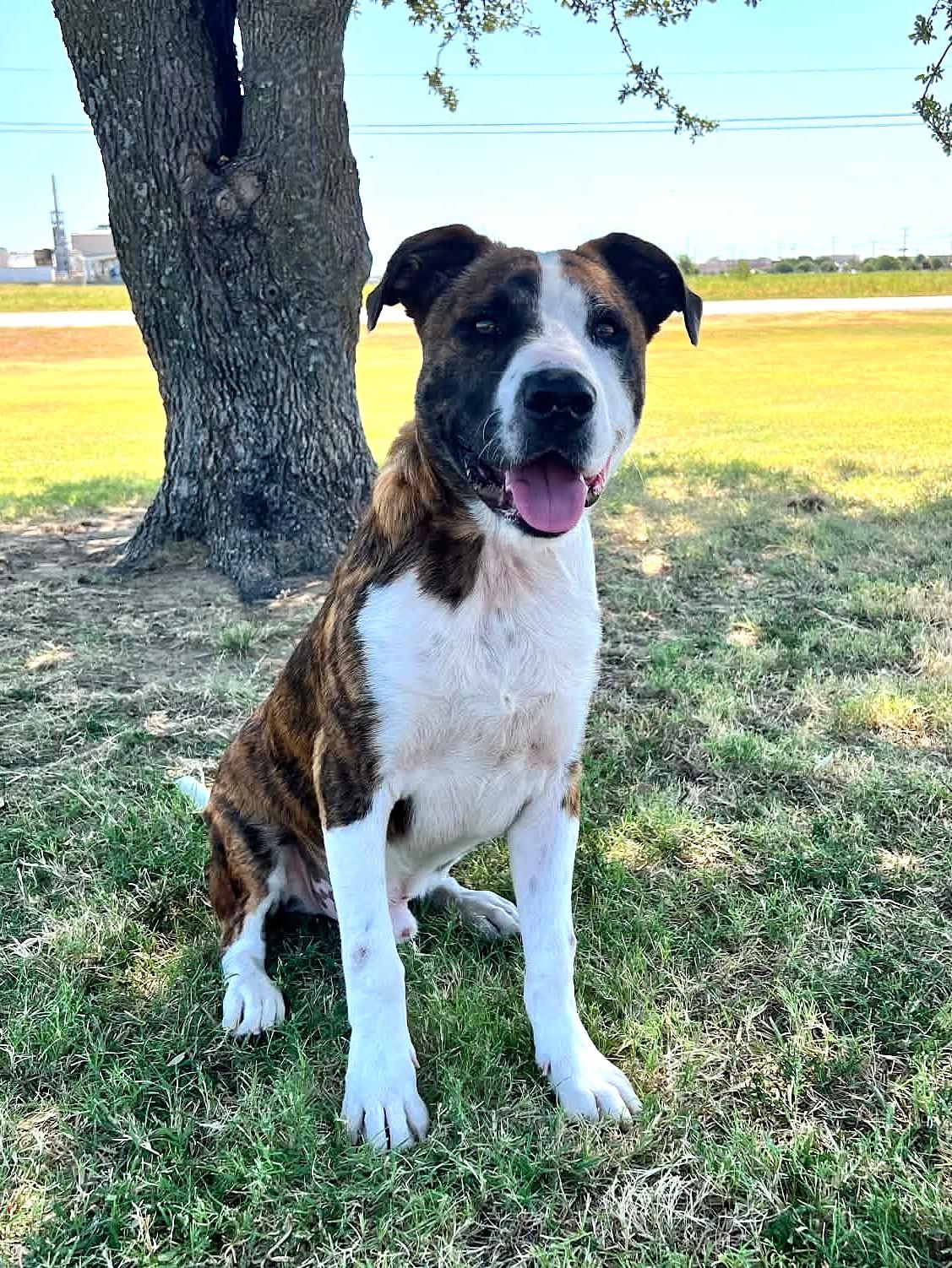 Enlarge Charlie, a Adoptable mixed breed in Cleburne, TX image 1/4