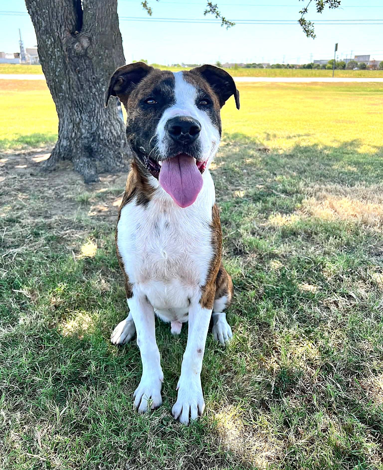 Enlarge Charlie, a Adoptable mixed breed in Cleburne, TX image 2/4