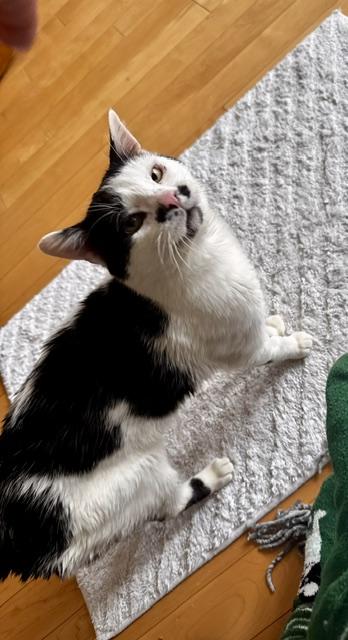 Enlarge Arthur, a ADOPTABLE Domestic Short Hair in Calgary, AB image 2/3