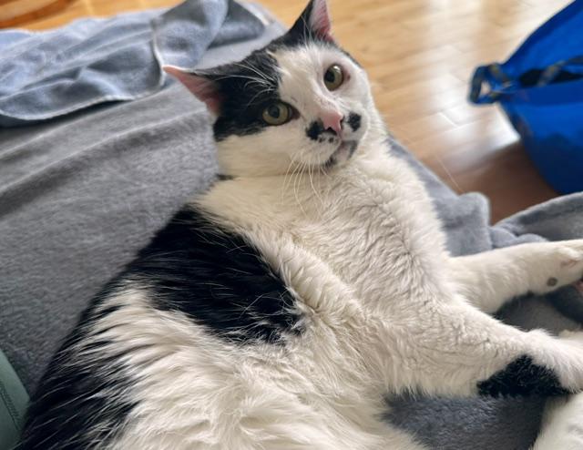 Enlarge Arthur, a ADOPTABLE Domestic Short Hair in Calgary, AB image 3/3