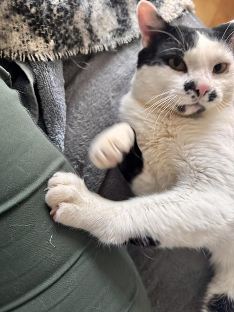 Arthur, ADOPTABLE, Adult Male Domestic Short Hair.