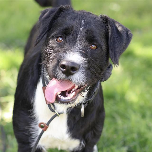 BUBBLES, Adoptable, Young Female Parson Russell Terrier & Mixed Breed.