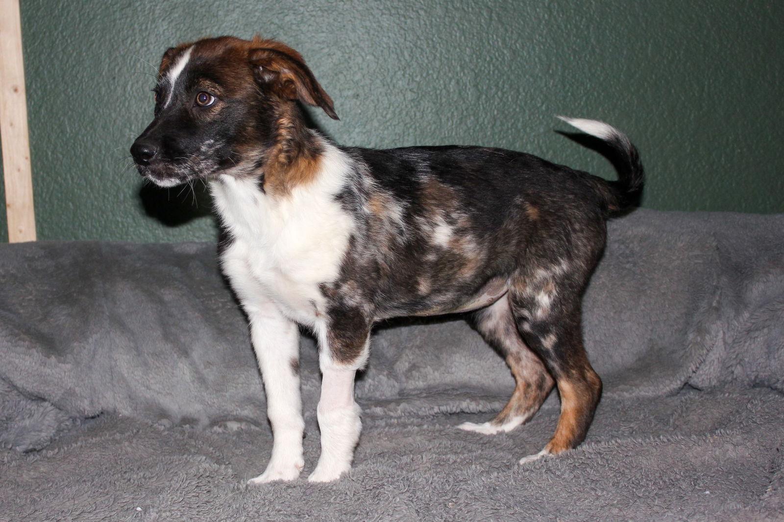 Enlarge Destiny, a Adoptable mixed breed in PHOENIX, AZ image 1/2
