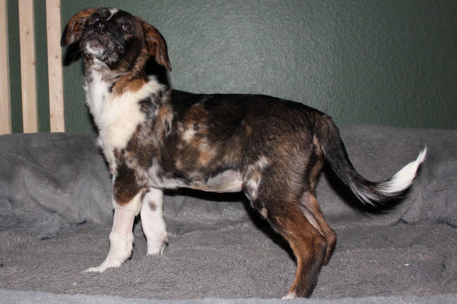 Enlarge Destiny, a Adoptable mixed breed in PHOENIX, AZ image 2/2