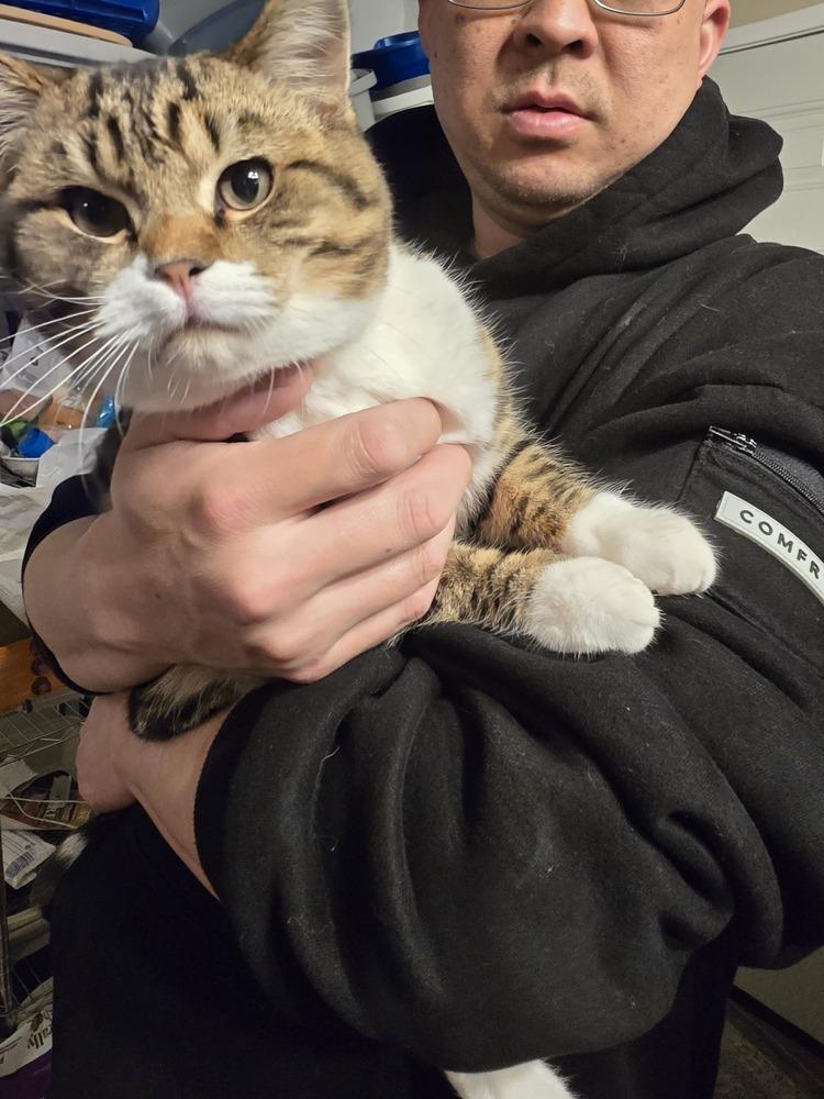 Ernie, Adoptable, Young Male American Shorthair & British Shorthair.