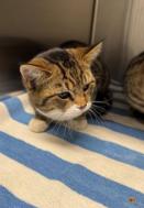 Ernie, a Adoptable mixed breed in Pacifica, CA image 2/3