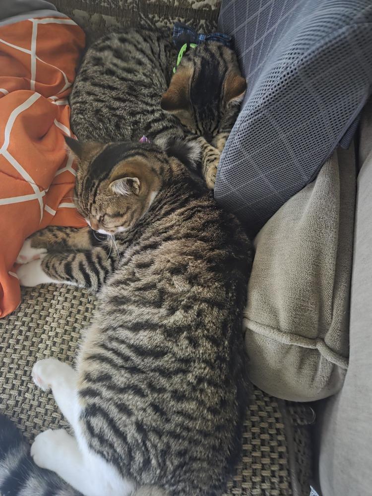 Enlarge Ernie, a Adoptable mixed breed in Pacifica, CA image 3/6