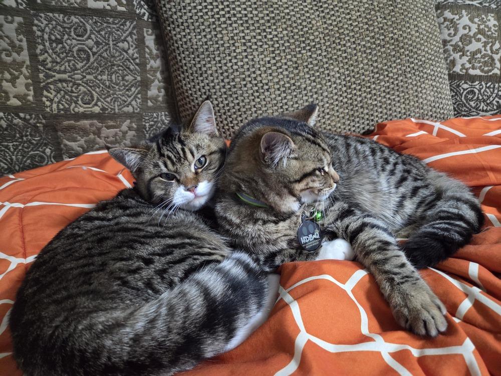 Enlarge Ernie, a Adoptable mixed breed in Pacifica, CA image 4/6