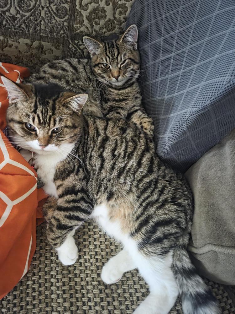 Enlarge Ernie, a Adoptable mixed breed in Pacifica, CA image 5/6