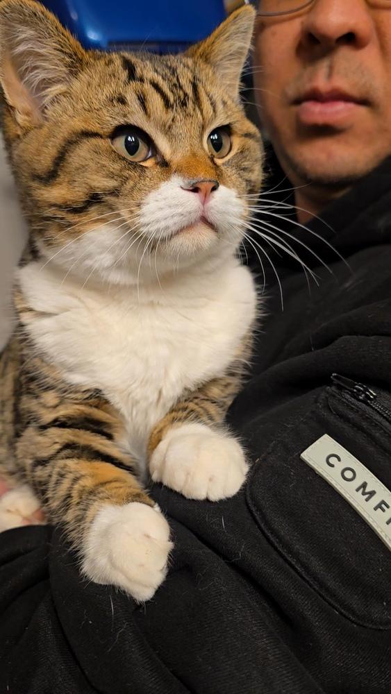 Ernie, a Adoptable mixed breed in Pacifica, CA image 3/3