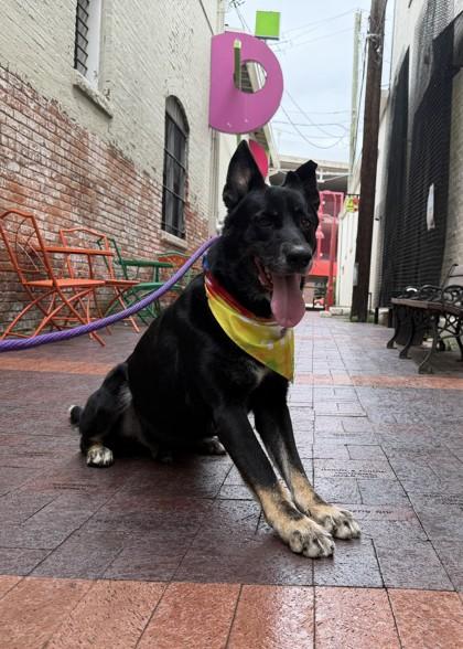 Enlarge Aticus, a Adoptable mixed breed in Columbus, IN image 2/3