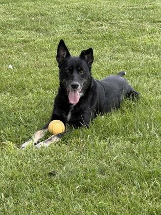Aticus, Adoptable, Senior Male Anatolian Shepherd & Belgian Shepherd / Malinois.