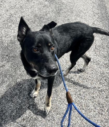 Enlarge Aticus, a Adoptable mixed breed in Columbus, IN image 2/2
