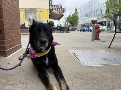 Enlarge Aticus, a Adoptable mixed breed in Columbus, IN image 3/3