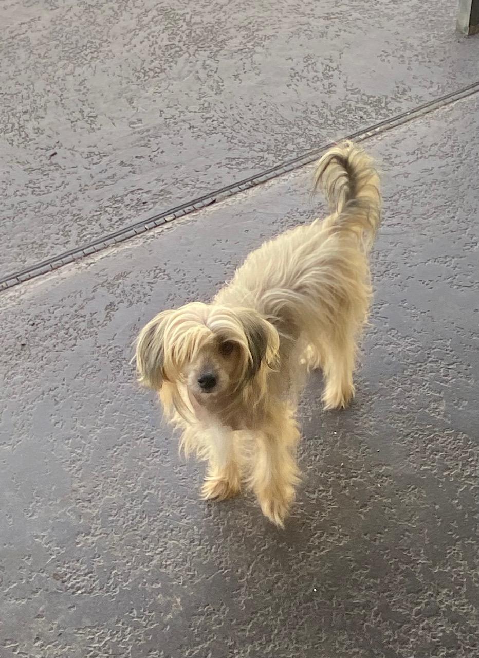 Alvin, ADOPTABLE, Adult Male Chinese Crested Dog.