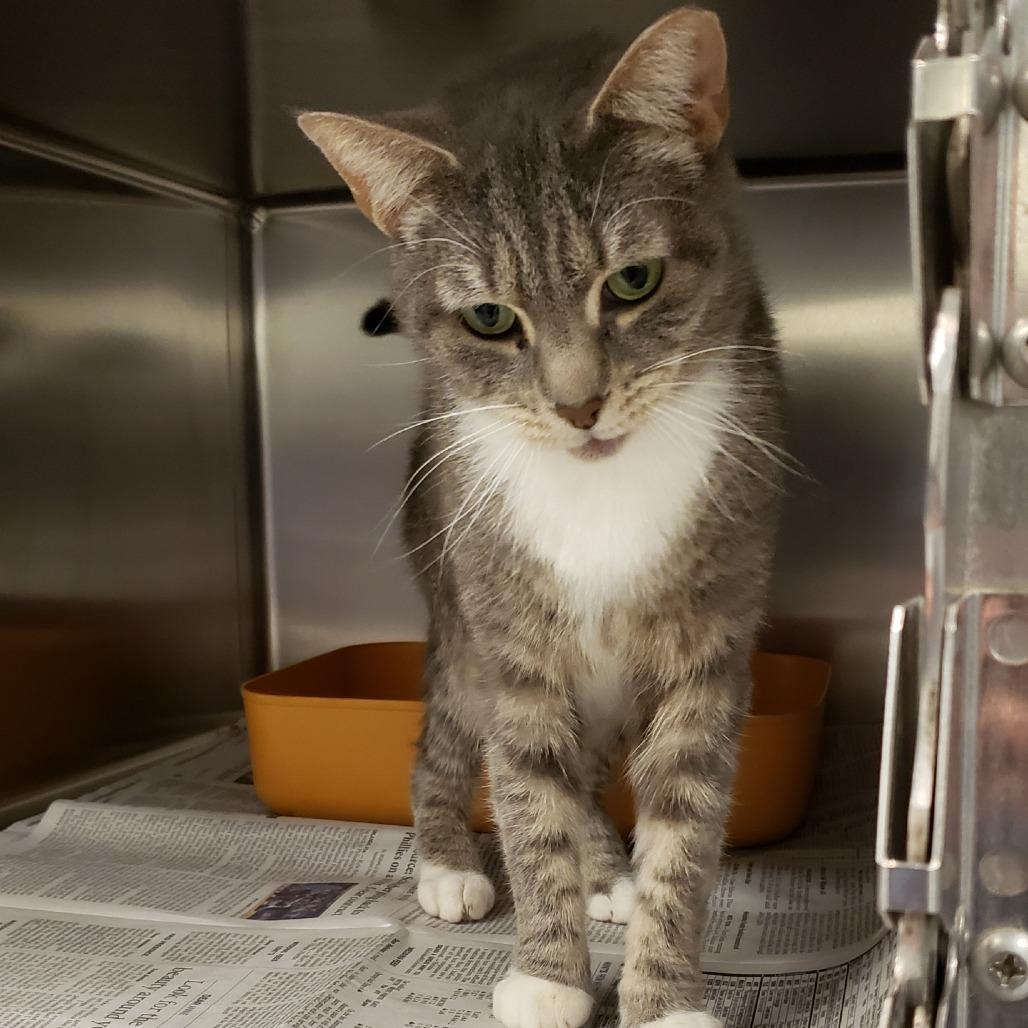 Enlarge Chimney Smoke, a Adoptable Domestic Short Hair in Charlottesville, VA image 1/6