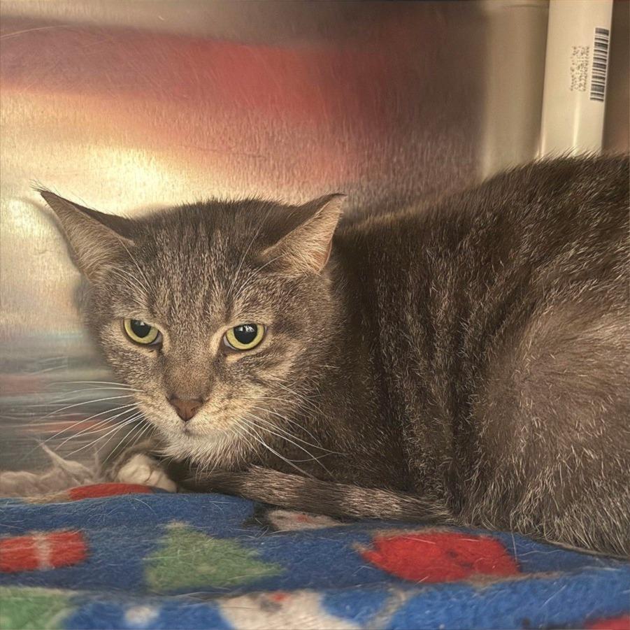 Enlarge Chimney Smoke, a Adoptable Domestic Short Hair in Charlottesville, VA image 2/6