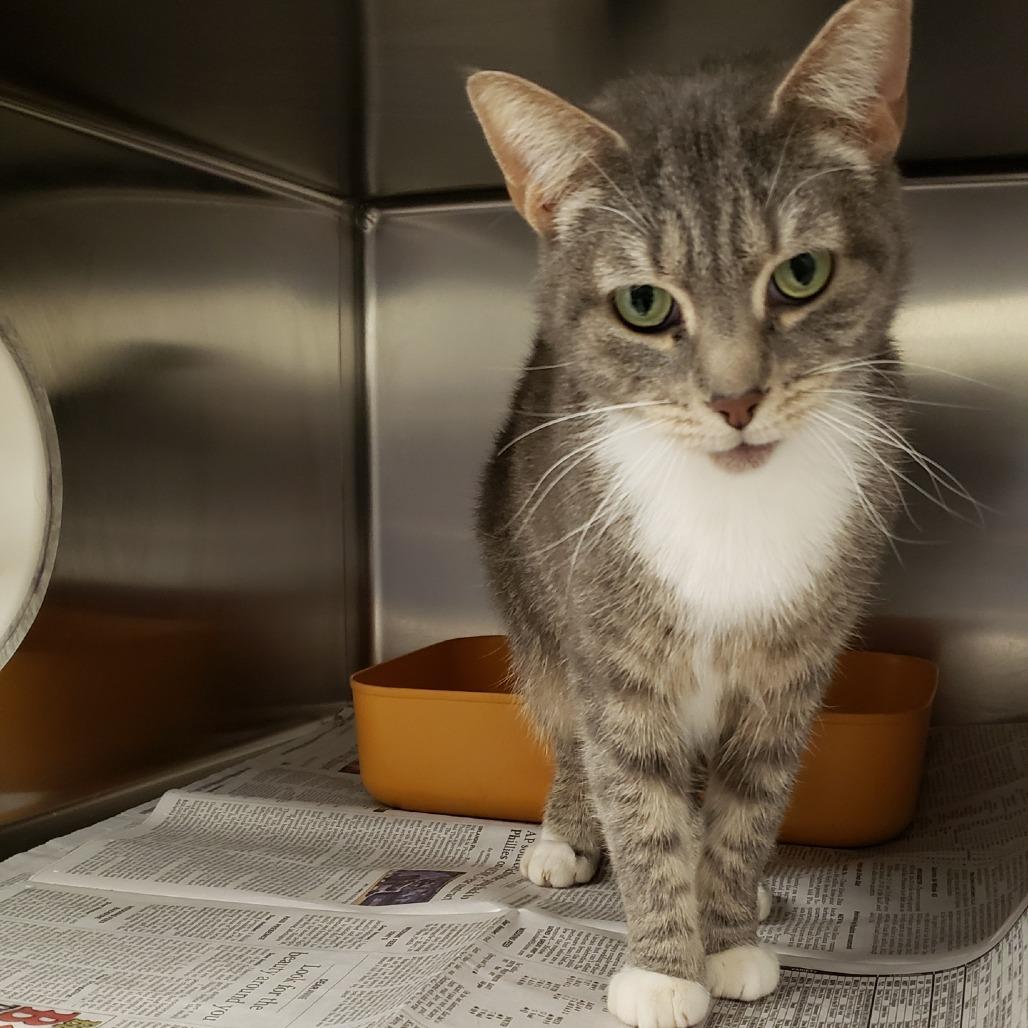 Enlarge Chimney Smoke, a Adoptable Domestic Short Hair in Charlottesville, VA image 3/6