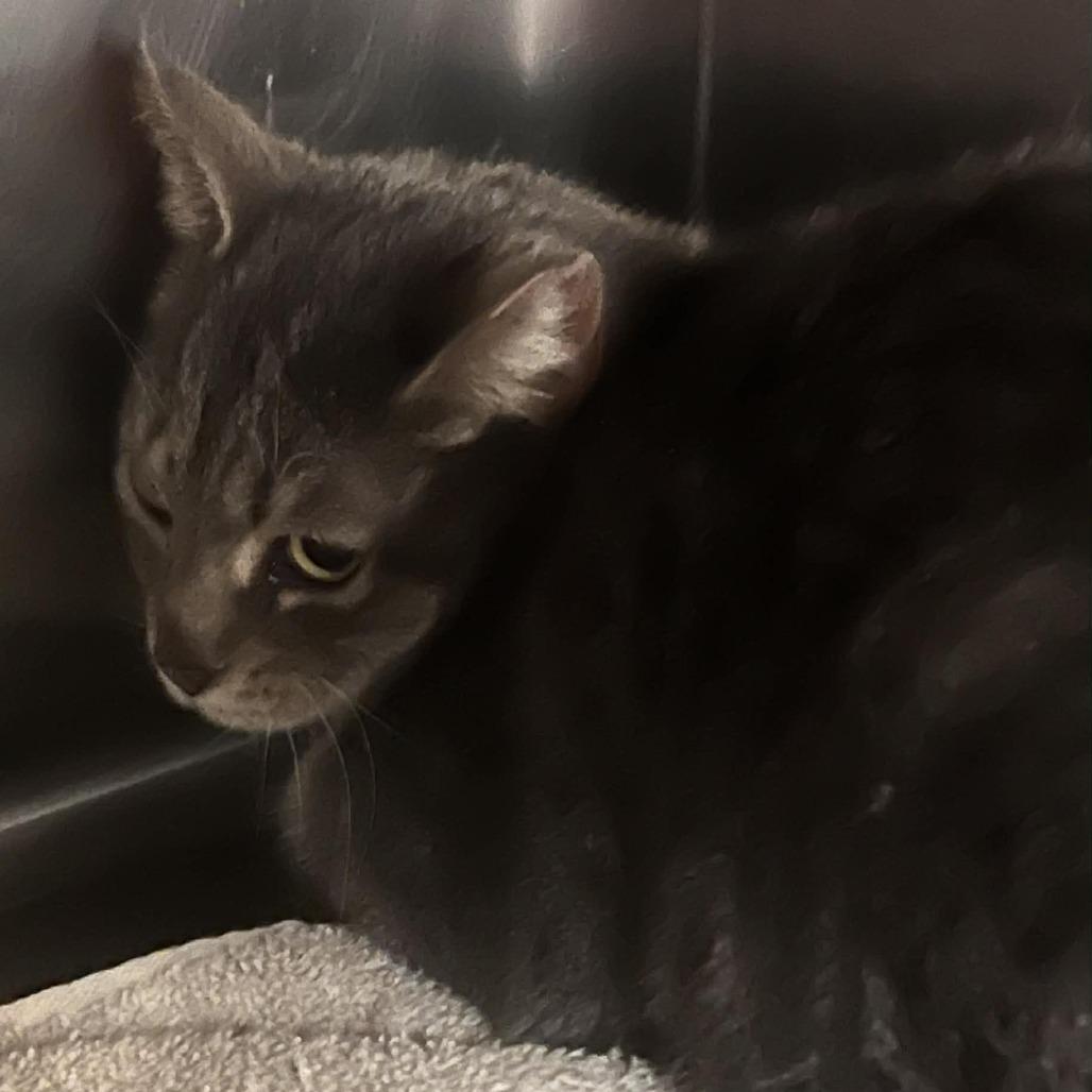 Enlarge Chimney Smoke, a Adoptable Domestic Short Hair in Charlottesville, VA image 4/6