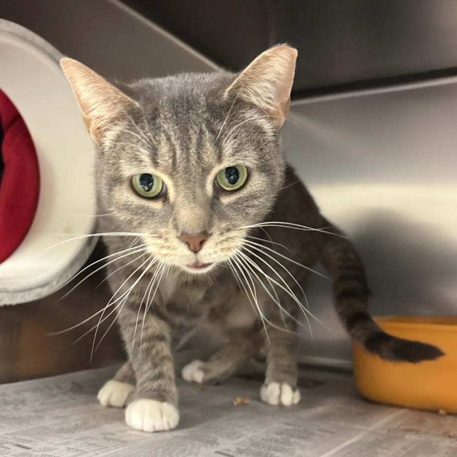 Enlarge Chimney Smoke, a Adoptable Domestic Short Hair in Charlottesville, VA image 5/6