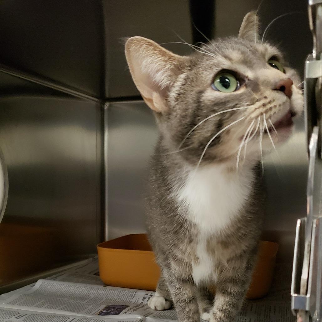 Enlarge Chimney Smoke, a Adoptable Domestic Short Hair in Charlottesville, VA image 6/6