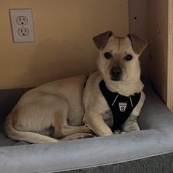 Papaya, Adoptable, Adult Male Mixed Breed.