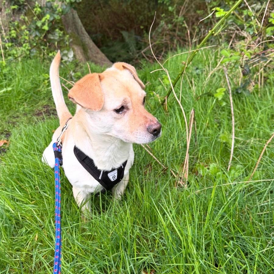 Enlarge Papaya, a Adoptable mixed breed in Eastsound, WA image 2/3