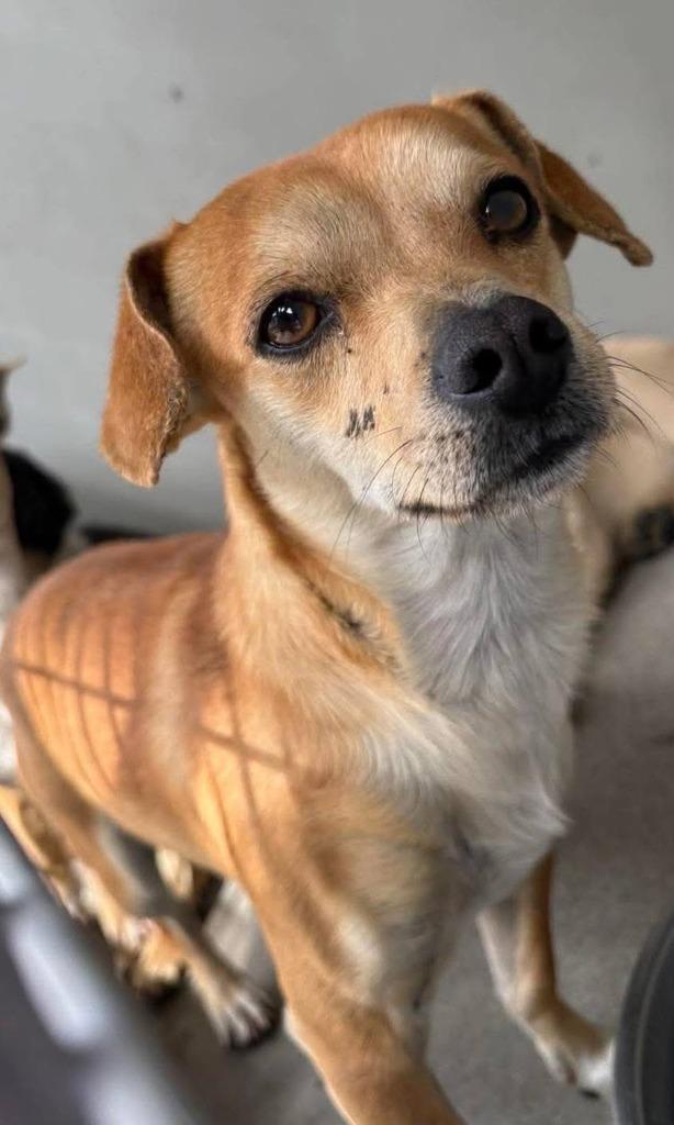 Enlarge Papaya, a Adoptable mixed breed in Eastsound, WA image 2/2