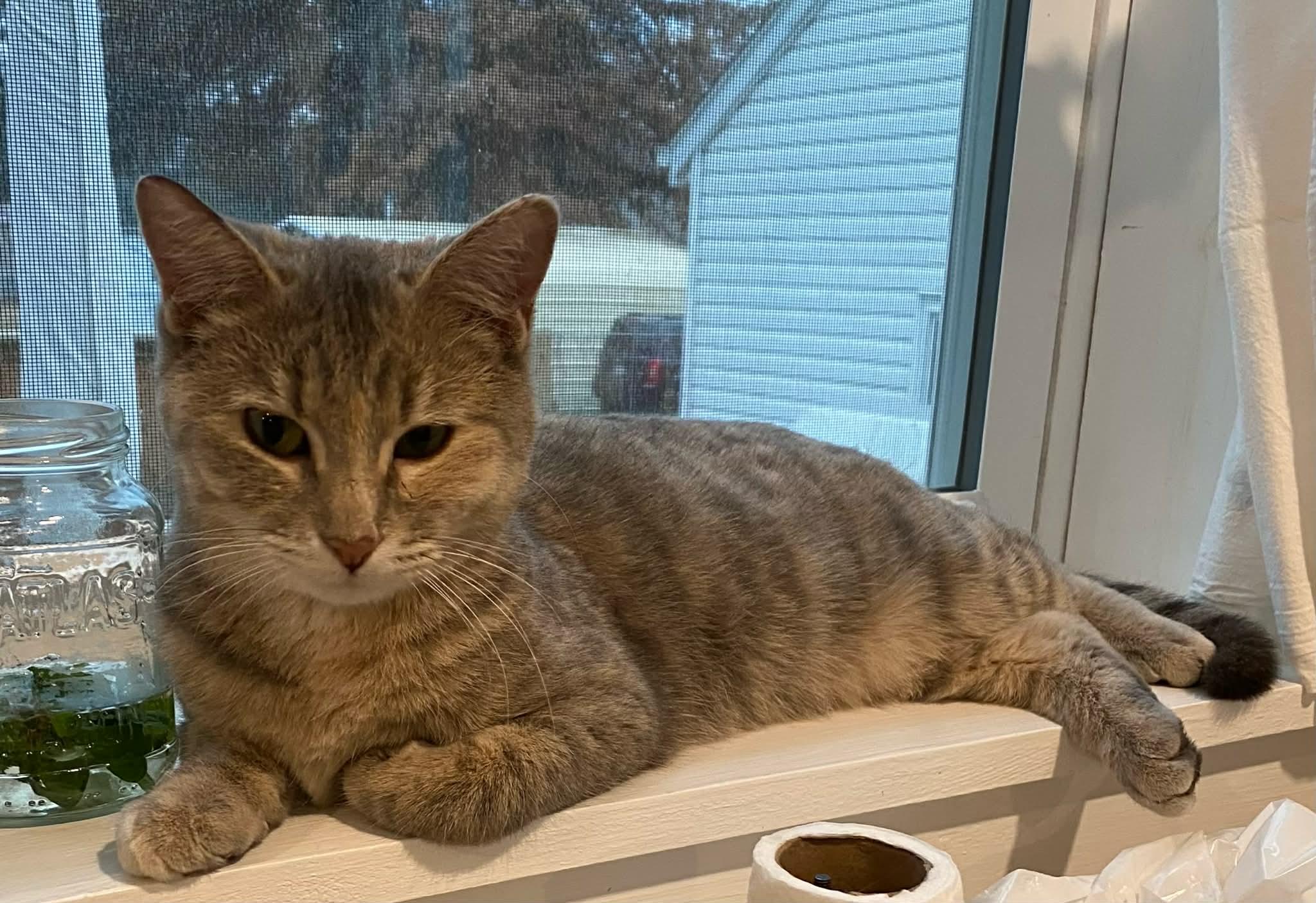 Violet, a Adoptable Domestic Short Hair in Sedalia, MO image 2/5