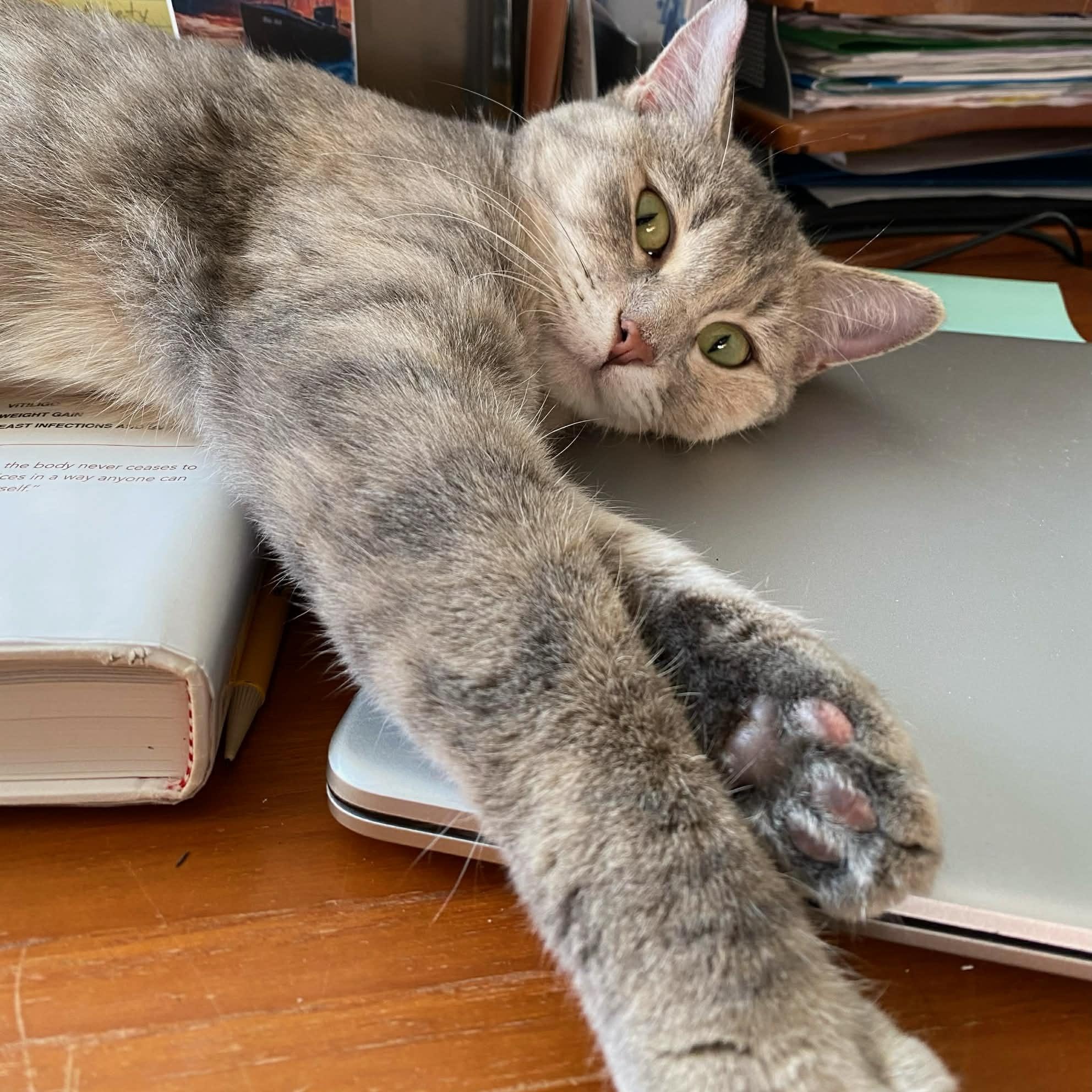 Violet, a Adoptable Domestic Short Hair in Sedalia, MO image 3/5