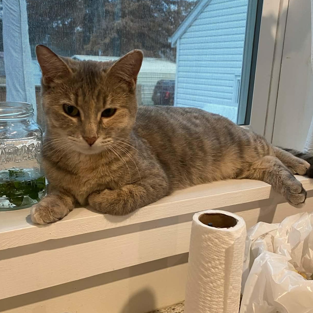 Violet, a Adoptable Domestic Short Hair in Sedalia, MO image 1/5