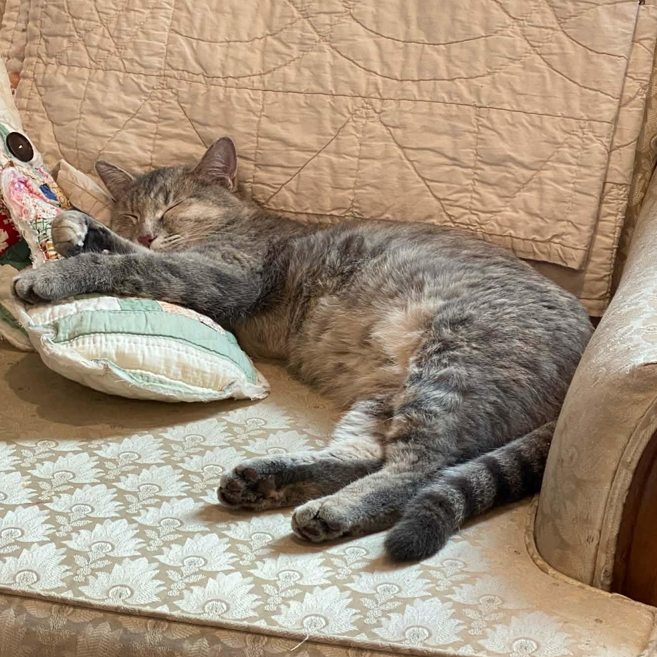 Violet, a Adoptable Domestic Short Hair in Sedalia, MO image 4/5