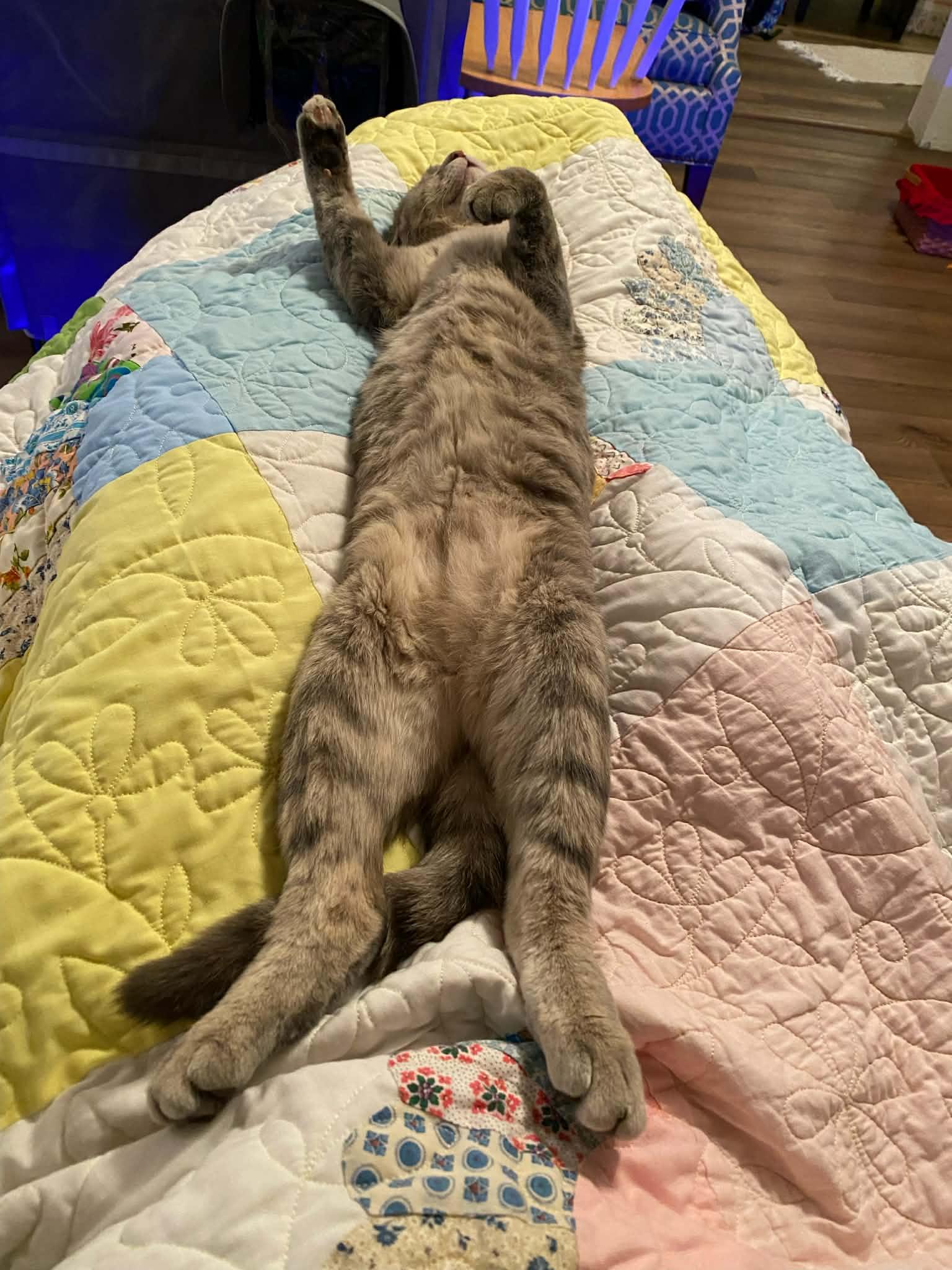 Violet, a Adoptable Domestic Short Hair in Sedalia, MO image 5/5