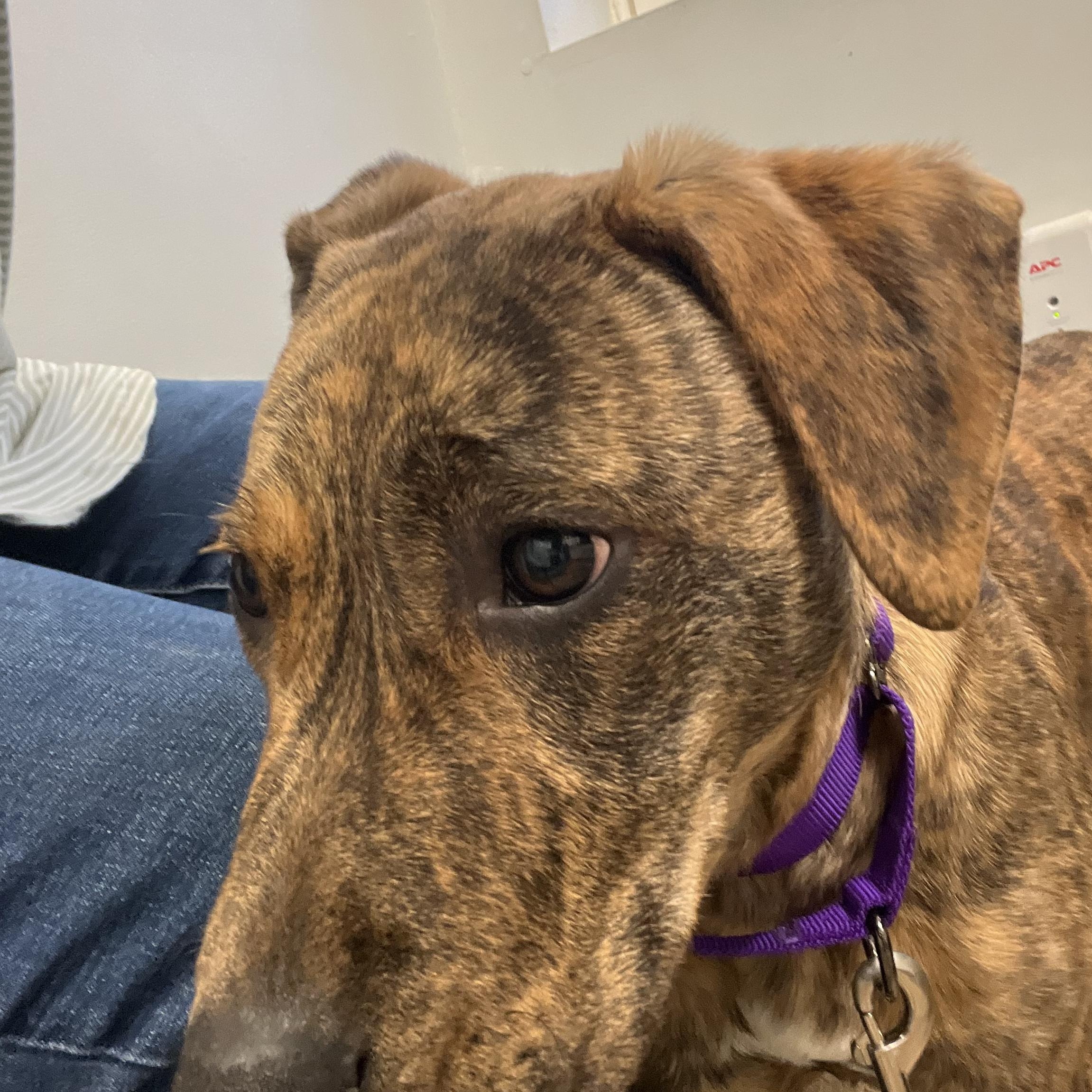 Enlarge Bernie, a Adoptable Mountain Cur in Wilmington, OH image 3/4