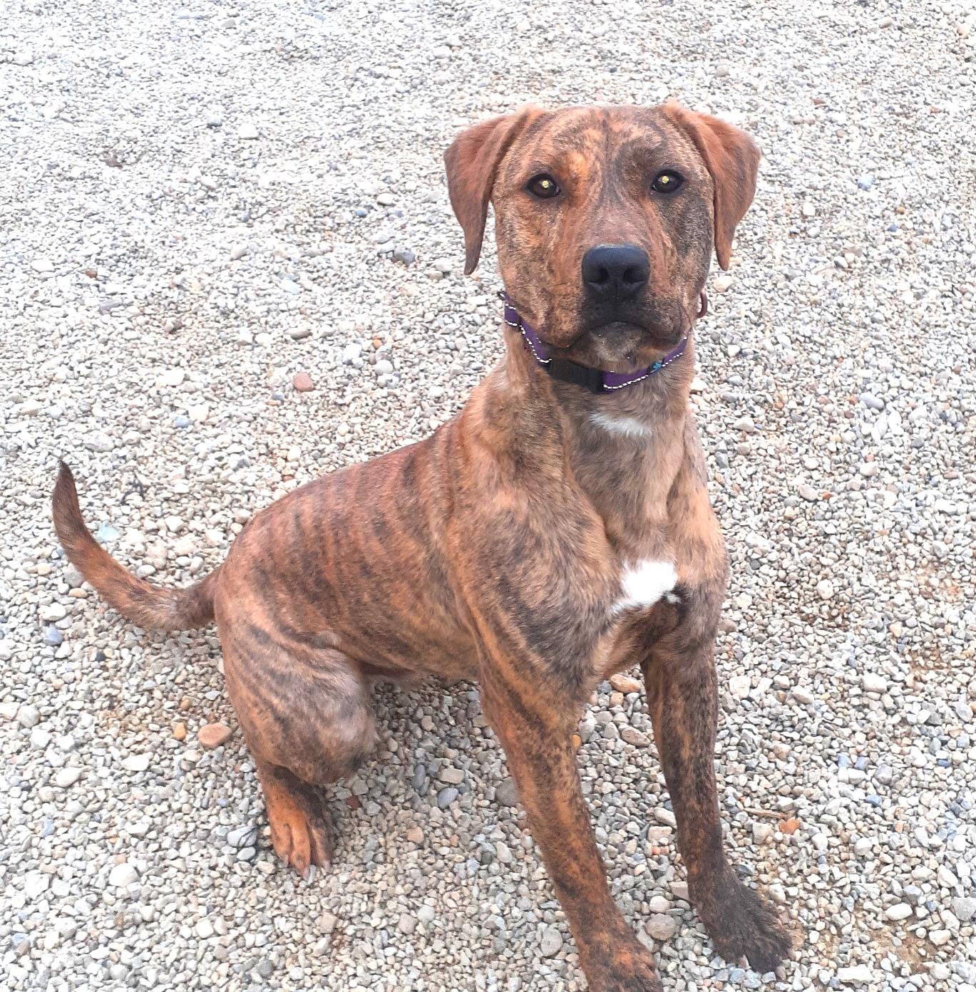 Bernie, Adoptable, Young Male Mountain Cur.