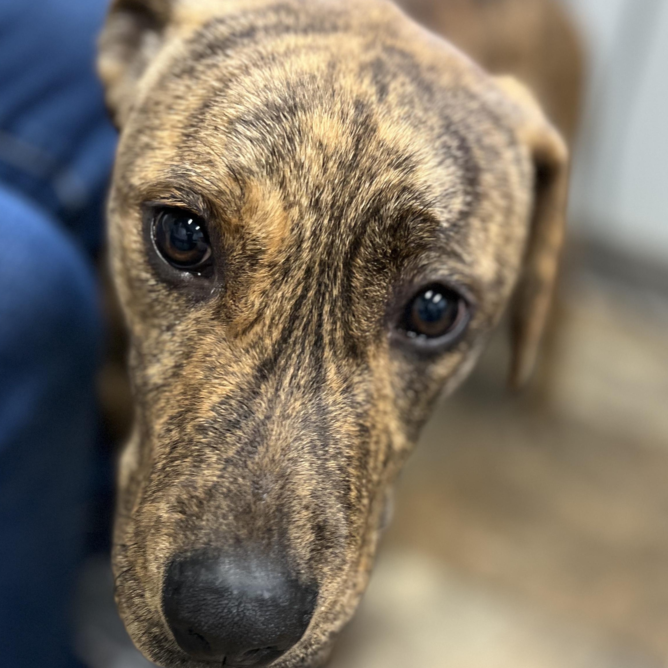 Bernie, Adoptable, Young Male Mountain Cur.
