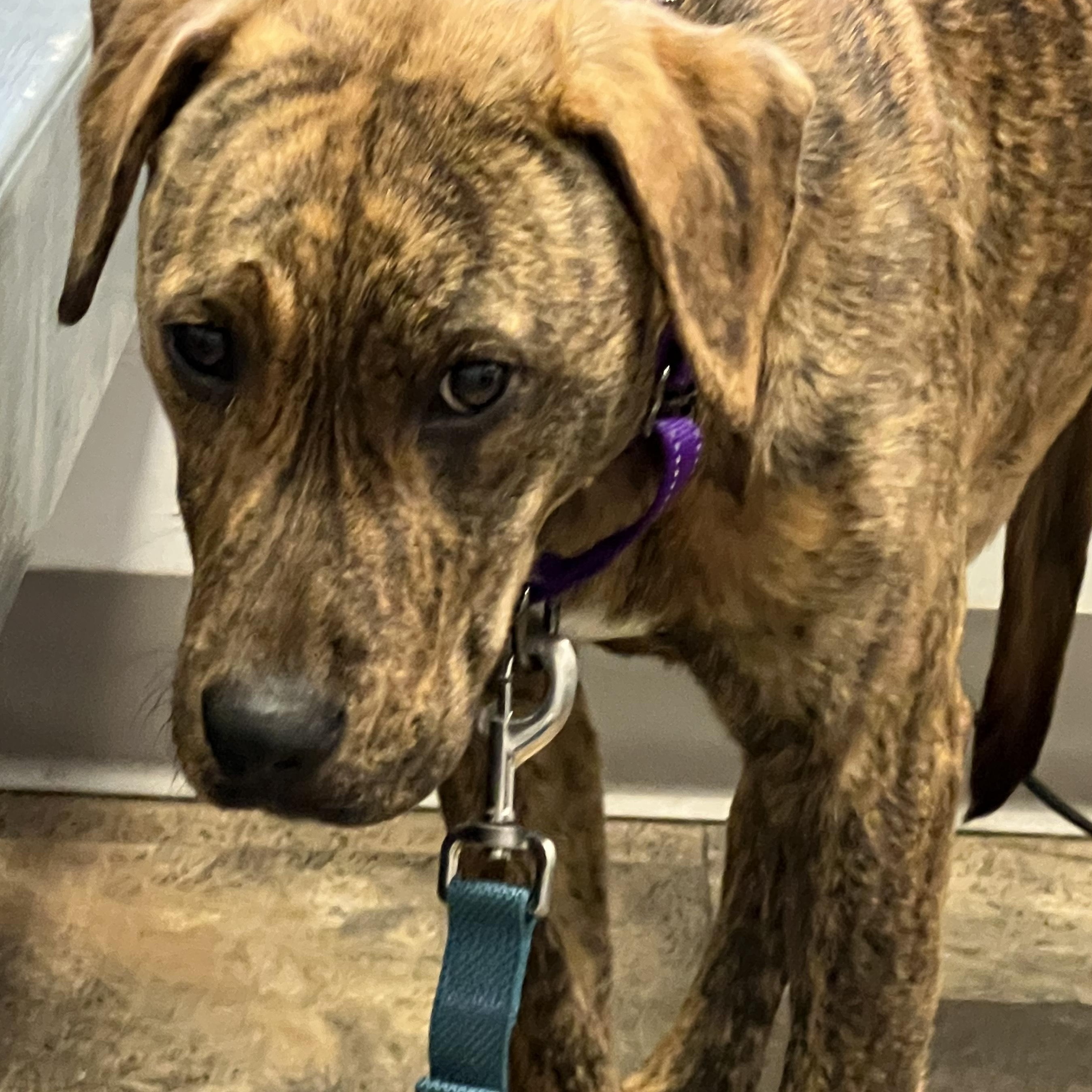 Enlarge Bernie, a Adoptable Mountain Cur in Wilmington, OH image 2/4