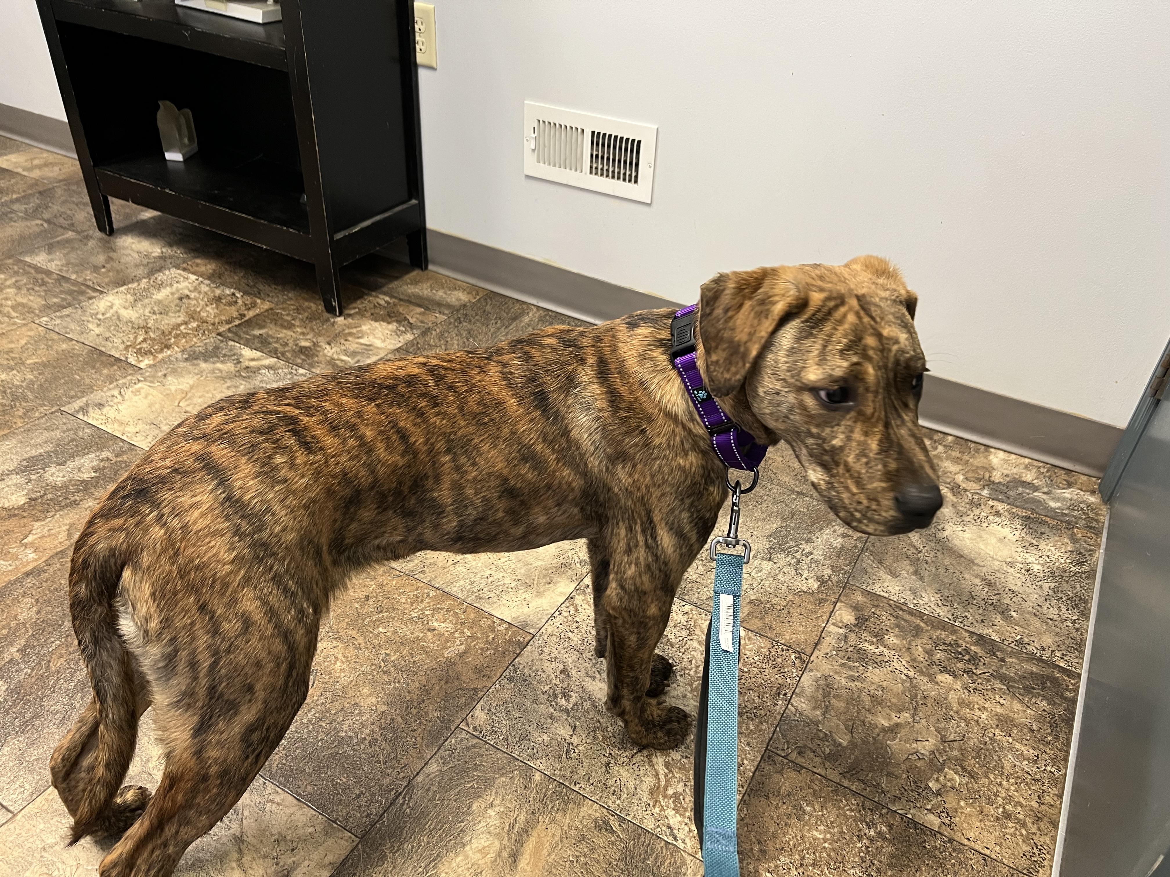 Enlarge Bernie, a Adoptable Mountain Cur in Wilmington, OH image 4/4