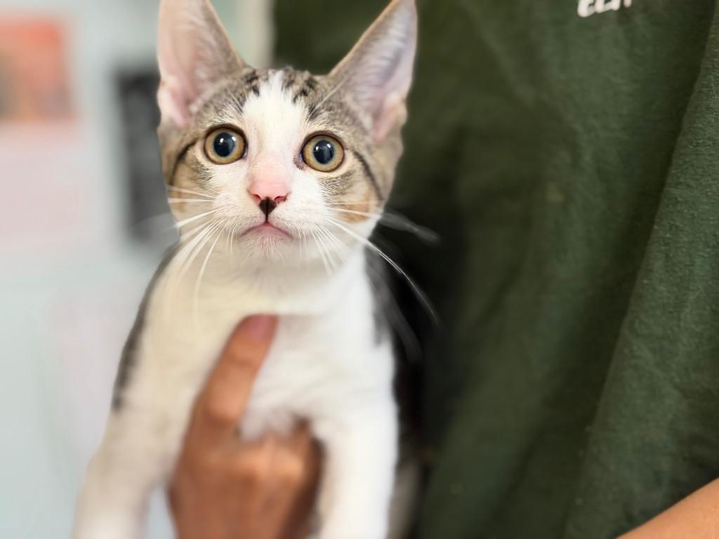 Sulley, Adopted, Kitten Female Domestic Short Hair.