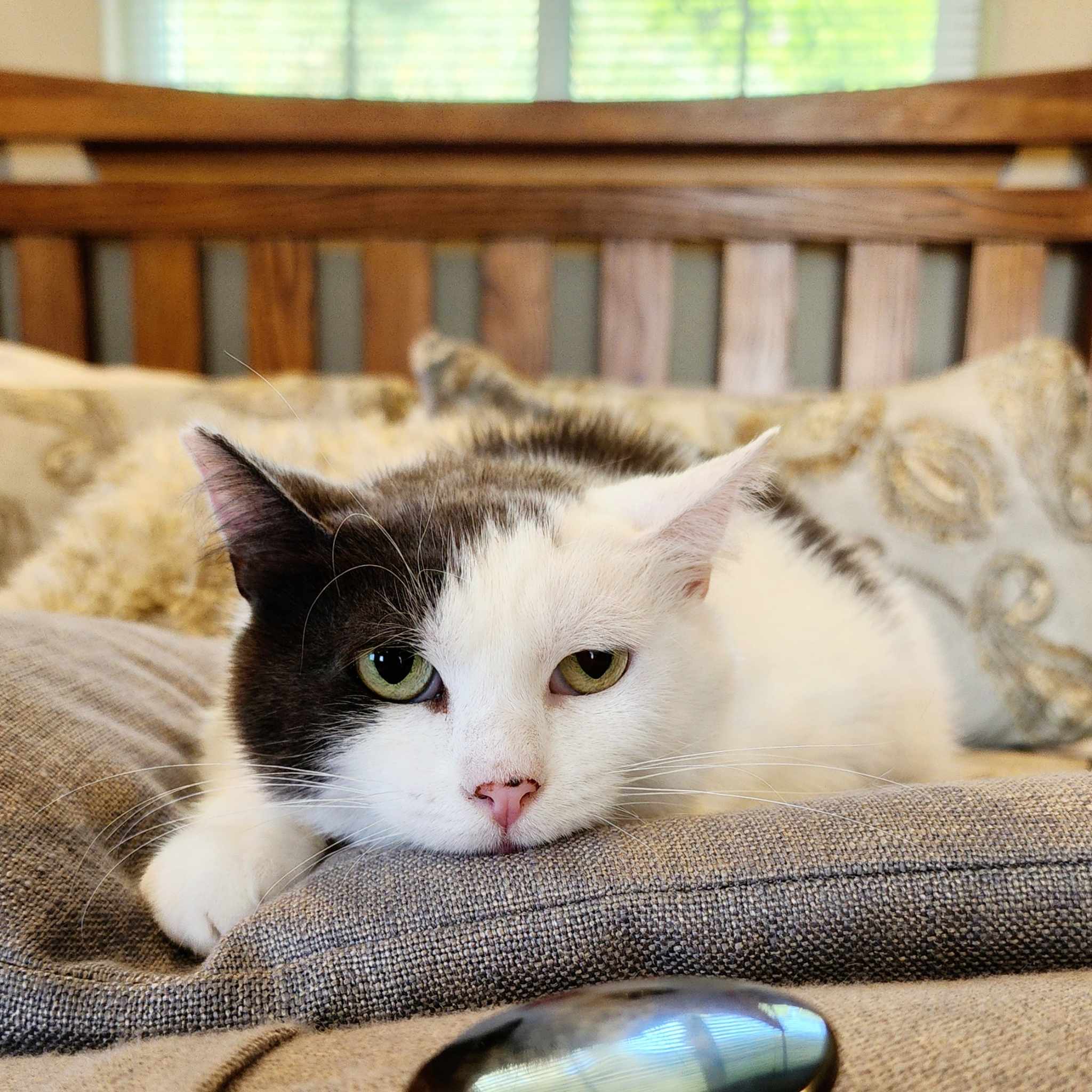 Enlarge Heath, a Adoptable Domestic Short Hair in Selah, WA image 1/1