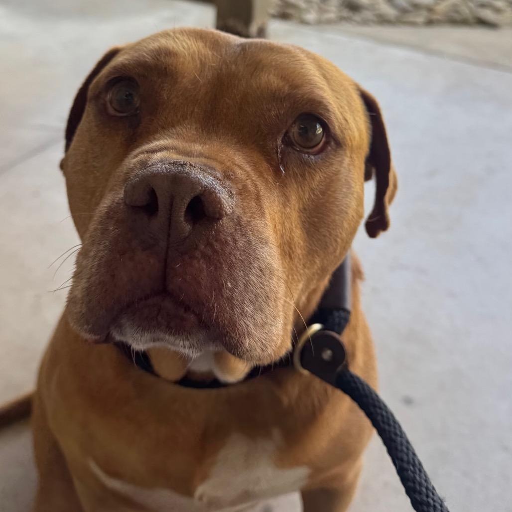 Enlarge Tuck, a Adoptable mixed breed in Greenville, SC image 1/6