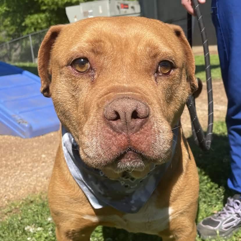 Tuck, Adoptable, Adult Male Staffordshire Bull Terrier.