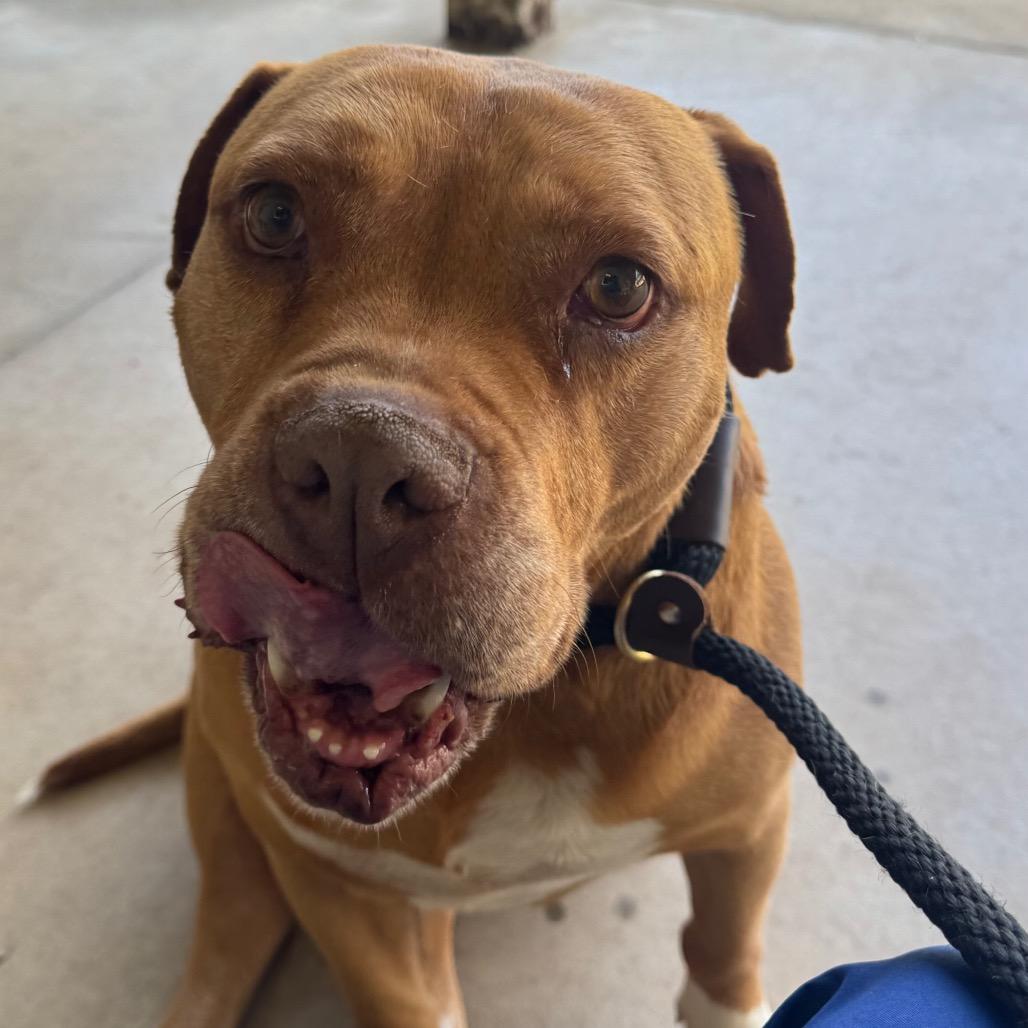 Enlarge Tuck, a Adoptable mixed breed in Greenville, SC image 3/6